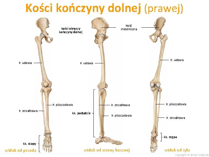 Kości kończyny dolnej (prawej) kość miedniczna kości obręczy kończyny dolnej k. udowa k. piszczelowa