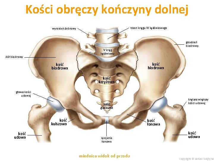 Kości obręczy kończyny dolnej trzon kręgu IV lędźwiowego wyrostek żebrowy grzebień biodrowy V kręg