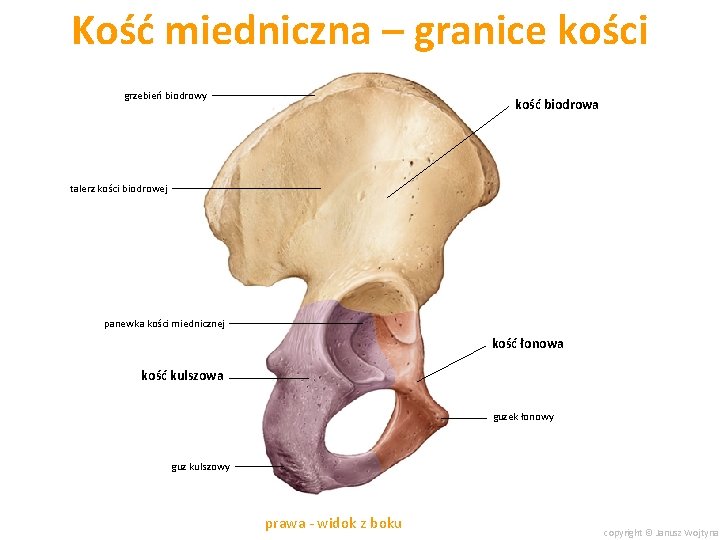 Kość miedniczna – granice kości grzebień biodrowy kość biodrowa talerz kości biodrowej panewka kości