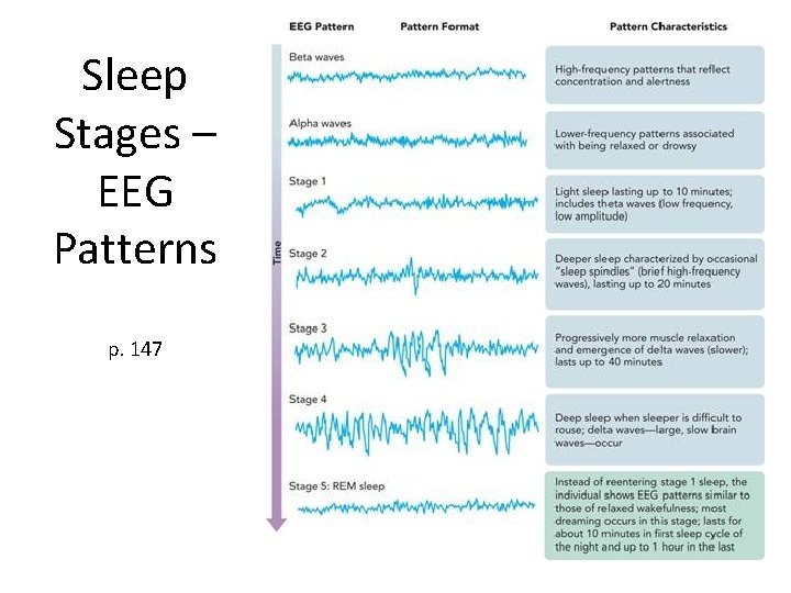 Sleep Stages – EEG Patterns p. 147 