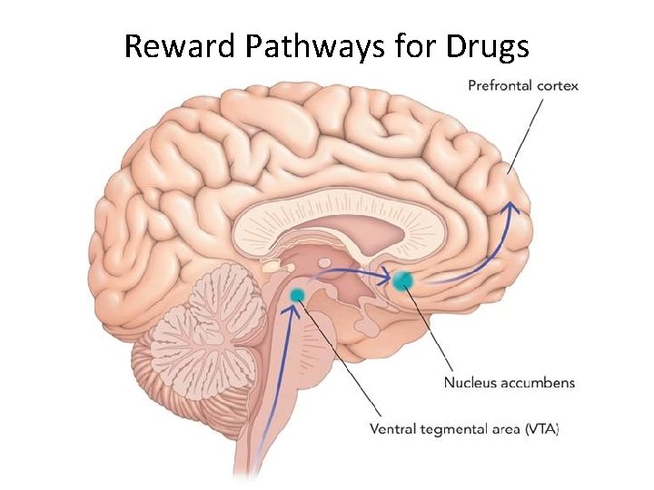 Reward Pathways for Drugs 