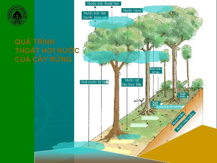 Nước bốc thoát hơi QUÁ TRÌNH THOÁT HƠI NƯỚC CỦA C Y RỪNG Giọt