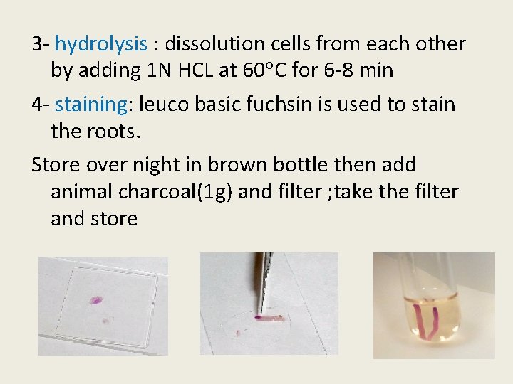 3 - hydrolysis : dissolution cells from each other by adding 1 N HCL