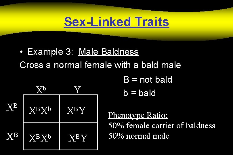 Sex-Linked Traits • Example 3: Male Baldness Cross a normal female with a bald