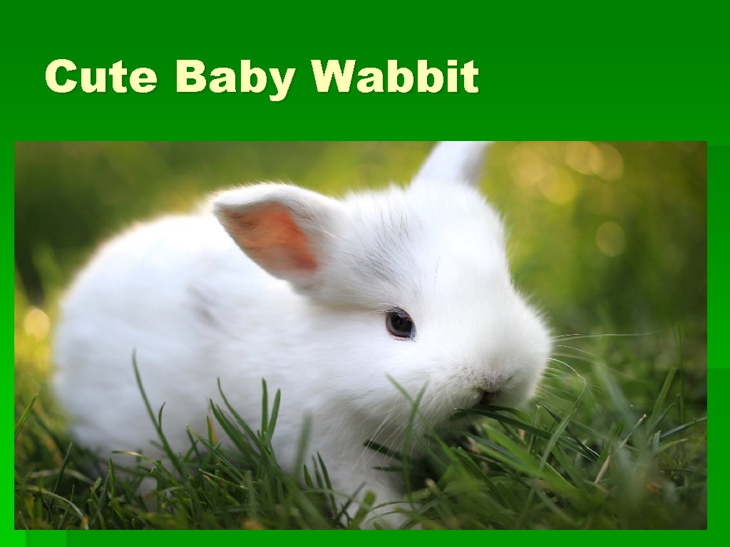Cute Baby Wabbit 