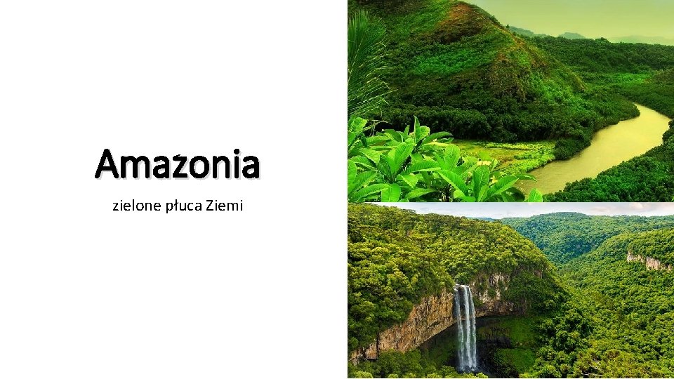 Amazonia zielone płuca Ziemi 