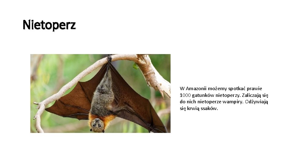 Nietoperz W Amazonii możemy spotkać prawie 1000 gatunków nietoperzy. Zaliczają się do nich nietoperze