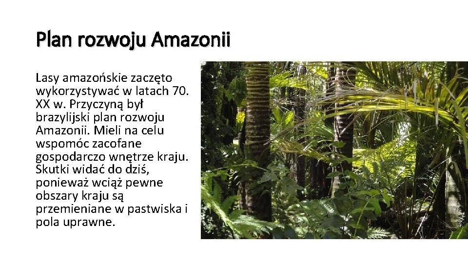 Plan rozwoju Amazonii Lasy amazońskie zaczęto wykorzystywać w latach 70. XX w. Przyczyną był