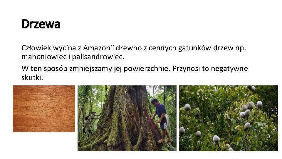 Drzewa Człowiek wycina z Amazonii drewno z cennych gatunków drzew np. mahoniowiec i palisandrowiec.