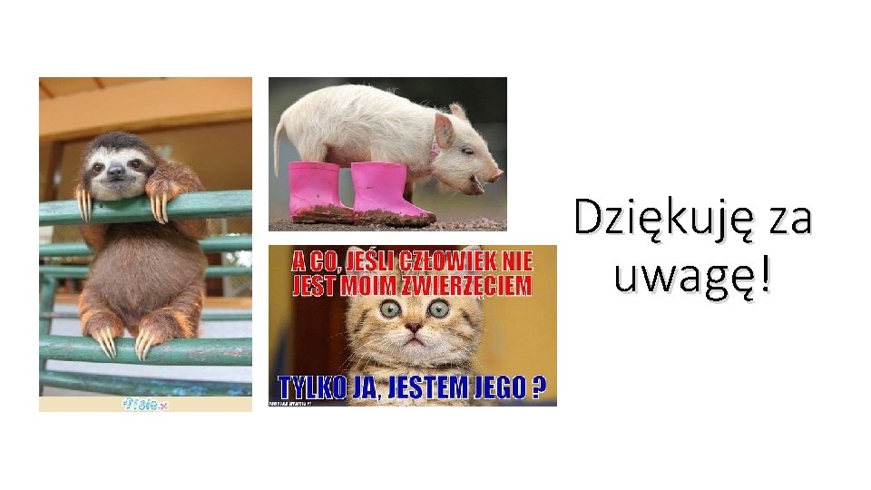 Dziękuję za uwagę! 