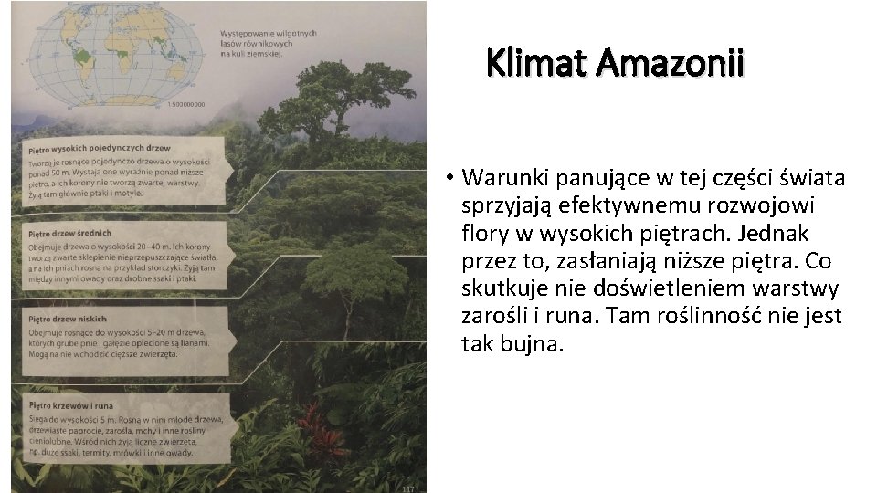 Klimat Amazonii • Warunki panujące w tej części świata sprzyjają efektywnemu rozwojowi flory w