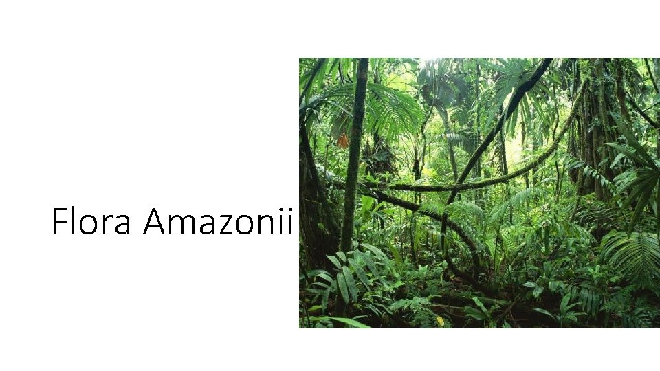 Flora Amazonii 