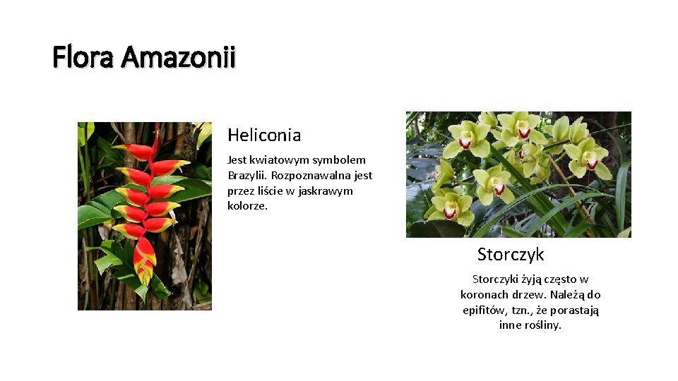 Flora Amazonii Heliconia Jest kwiatowym symbolem Brazylii. Rozpoznawalna jest przez liście w jaskrawym kolorze.