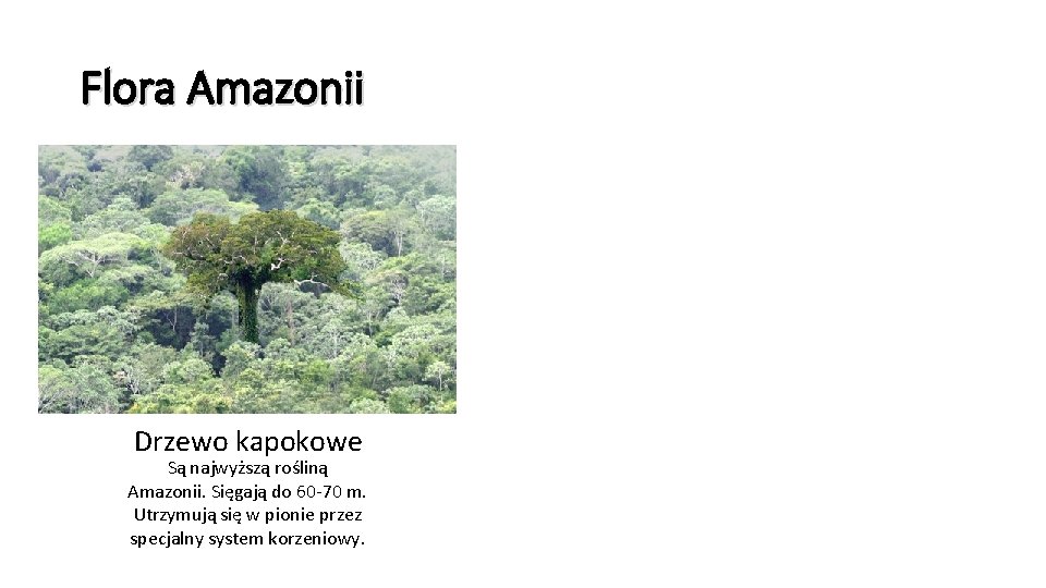 Flora Amazonii Drzewo kapokowe Są najwyższą rośliną Amazonii. Sięgają do 60 -70 m. Utrzymują