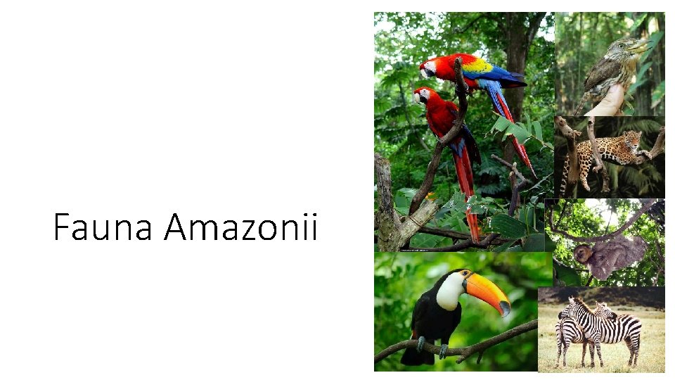 Fauna Amazonii 