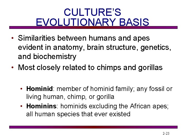 CULTURE’S EVOLUTIONARY BASIS • Similarities between humans and apes evident in anatomy, brain structure,