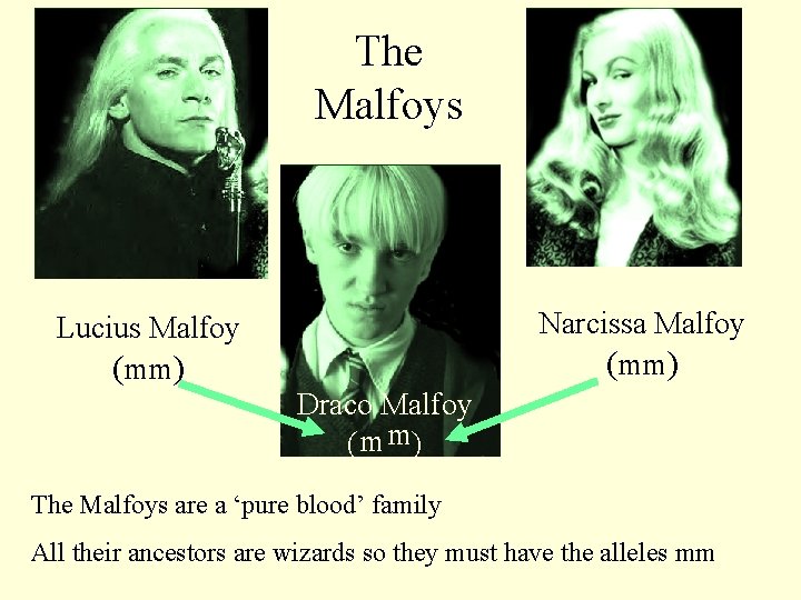 The Malfoys Lucius Malfoy (mm) Narcissa Malfoy (mm) Draco Malfoy ( m m) The