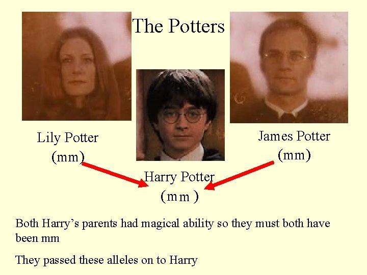 The Potters James Potter (mm) Lily Potter (mm) Harry Potter (WW mm ) Both