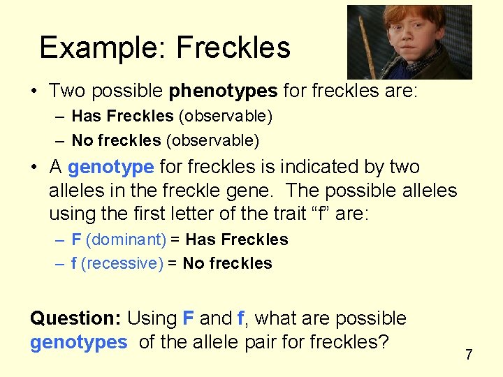 Example: Freckles • Two possible phenotypes for freckles are: – Has Freckles (observable) –