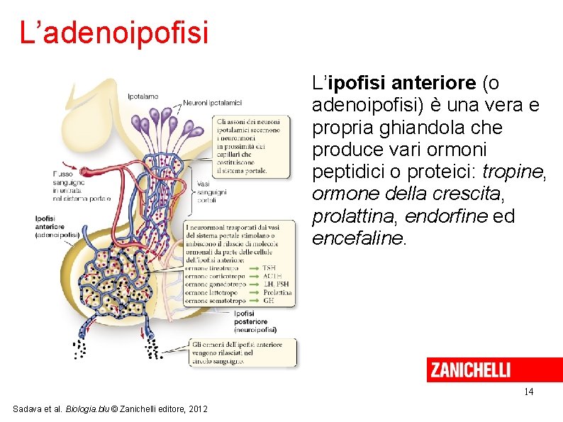 L’adenoipofisi L’ipofisi anteriore (o adenoipofisi) è una vera e propria ghiandola che produce vari