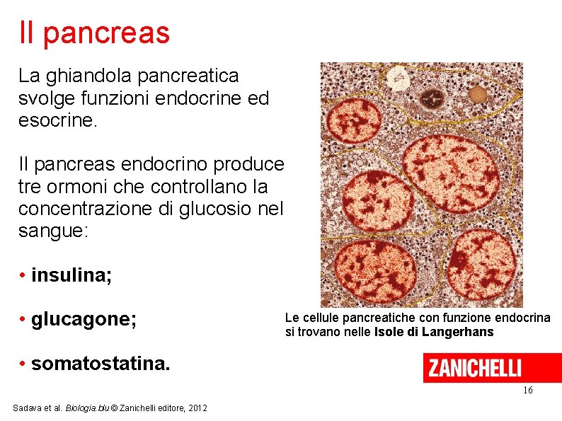 Il pancreas La ghiandola pancreatica svolge funzioni endocrine ed esocrine. Il pancreas endocrino produce