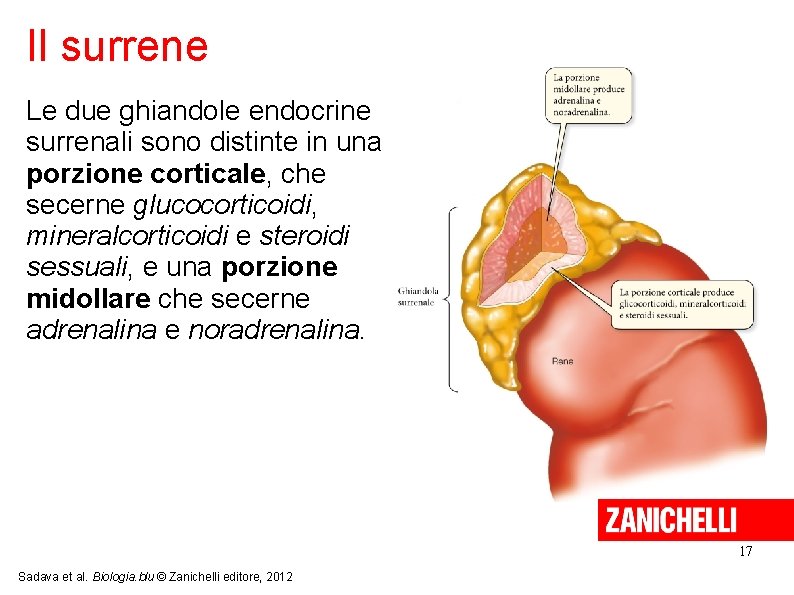 Il surrene Le due ghiandole endocrine surrenali sono distinte in una porzione corticale, che