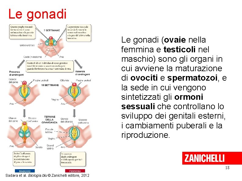 Le gonadi (ovaie nella femmina e testicoli nel maschio) sono gli organi in cui