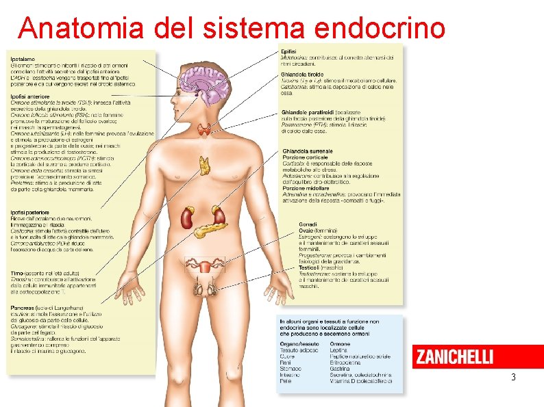 Anatomia del sistema endocrino 3 Sadava et al. Biologia. blu © Zanichelli editore, 2012