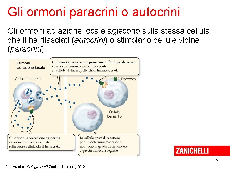 Gli ormoni paracrini o autocrini Gli ormoni ad azione locale agiscono sulla stessa cellula