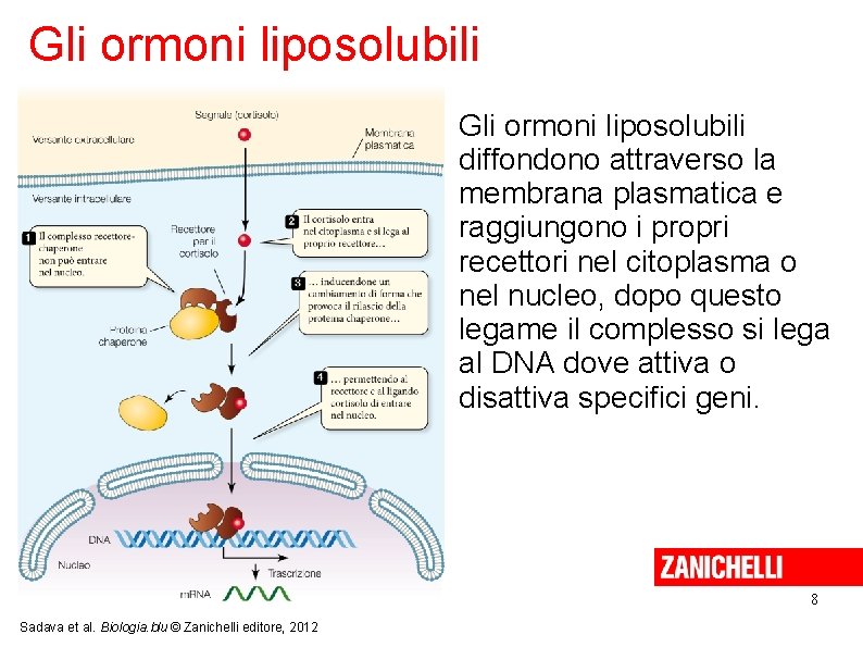 Gli ormoni liposolubili diffondono attraverso la membrana plasmatica e raggiungono i propri recettori nel