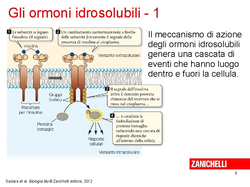 Gli ormoni idrosolubili - 1 Il meccanismo di azione degli ormoni idrosolubili genera una