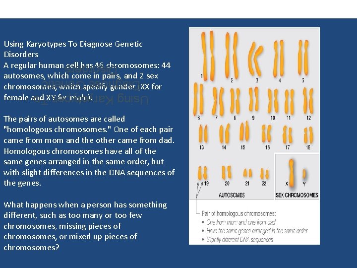 Using Karyotypes To Diagnose Genetic Disorders A regular human cell has 46 chromosomes: 44