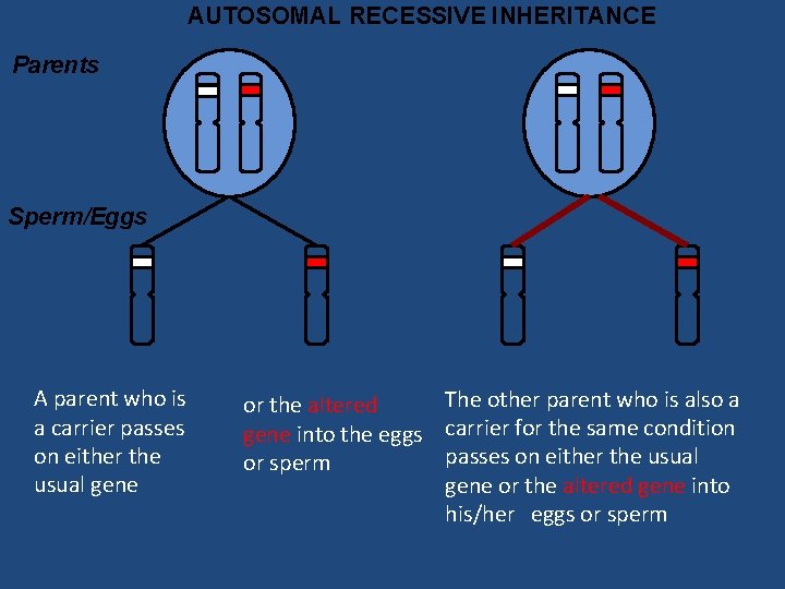 AUTOSOMAL RECESSIVE INHERITANCE Parents Sperm/Eggs A parent who is a carrier passes on either