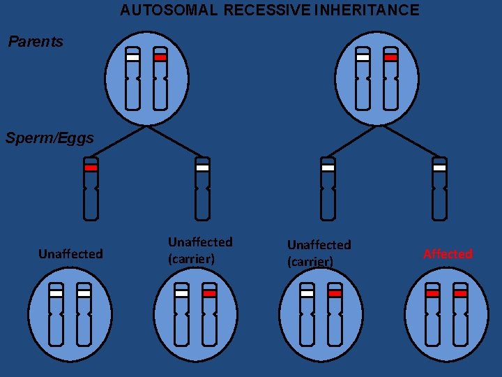 AUTOSOMAL RECESSIVE INHERITANCE Parents Sperm/Eggs Unaffected (carrier) Affected 