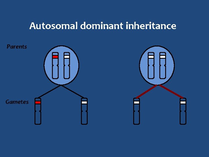 Autosomal dominant inheritance Parents Gametes 