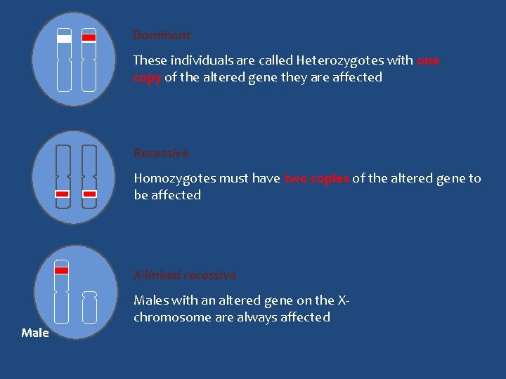 Dominant These individuals are called Heterozygotes with one copy of the altered gene they