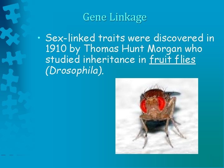 Gene Linkage • Sex-linked traits were discovered in 1910 by Thomas Hunt Morgan who