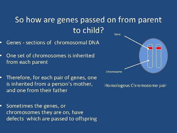 So how are genes passed on from parent to child? Gene • Genes -