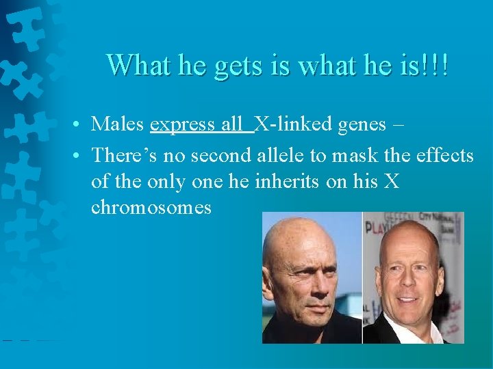What he gets is what he is!!! • Males express all X-linked genes –