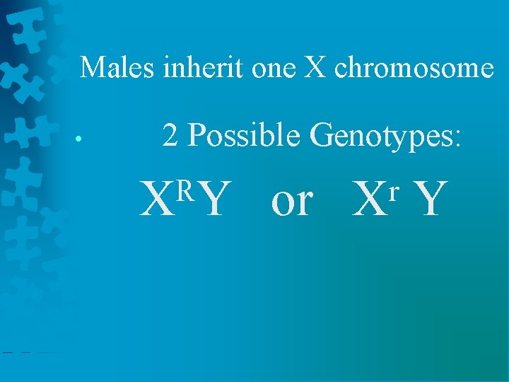 Males inherit one X chromosome • 2 Possible Genotypes: XᴿY or Xʳ Y 