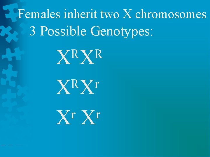 Females inherit two X chromosomes 3 Possible Genotypes: XᴿXᴿ XᴿXʳ Xʳ Xʳ 