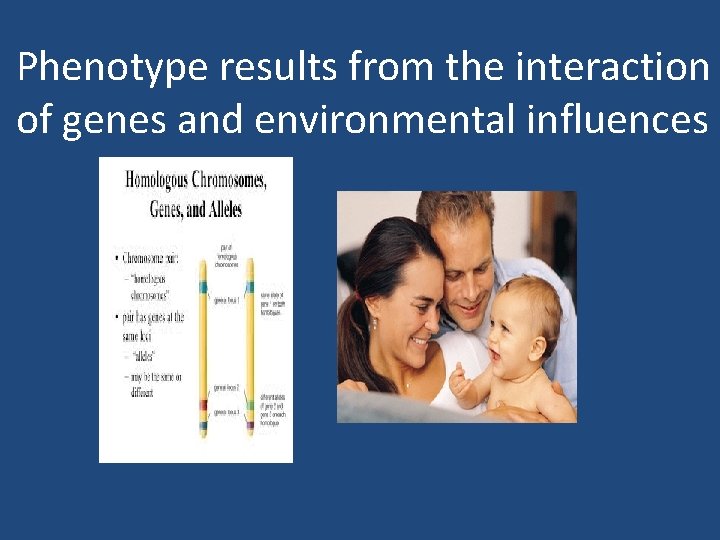 Phenotype results from the interaction of genes and environmental influences 