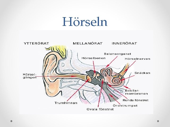 Hörseln 