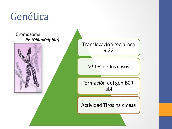 Genética Ph (Philadelphia) Translocación recíproca 9: 22 > 90% de los casos Formación del