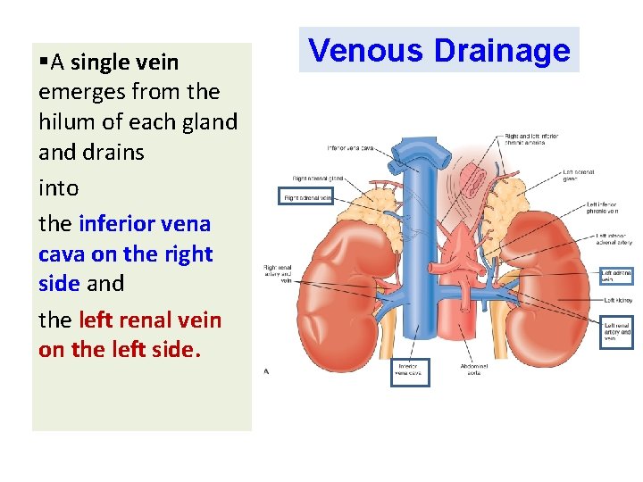 Adrenal Suprarenal Glands Anatomy Embryology Dr Jamila ELMedany