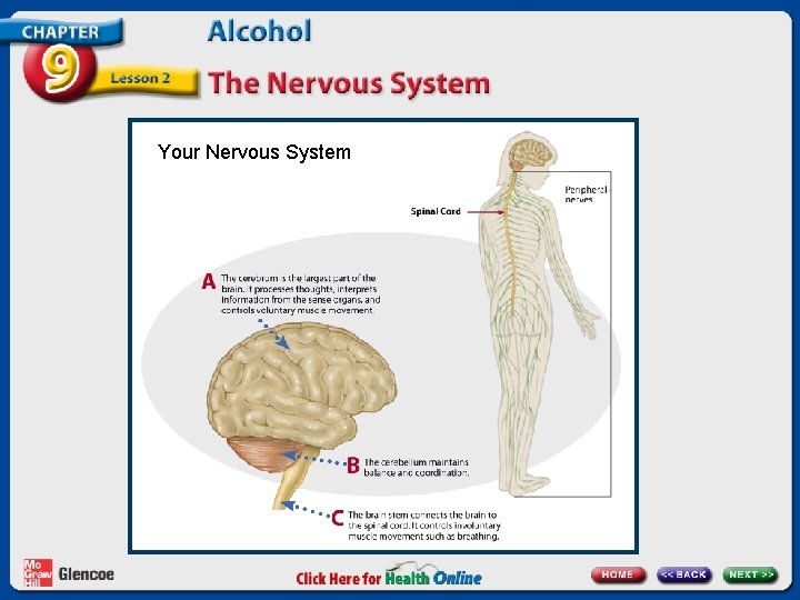 Your Nervous System 