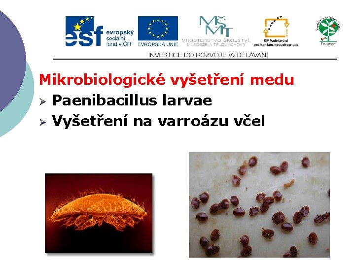 Mikrobiologické vyšetření medu Ø Paenibacillus larvae Ø Vyšetření na varroázu včel 