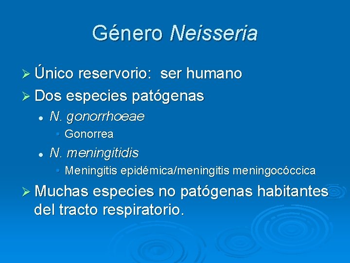 Género Neisseria Ø Único reservorio: ser humano Ø Dos especies patógenas l N. gonorrhoeae Género Neisseria Ø Único reservorio: ser humano Ø Dos especies patógenas l N. gonorrhoeae