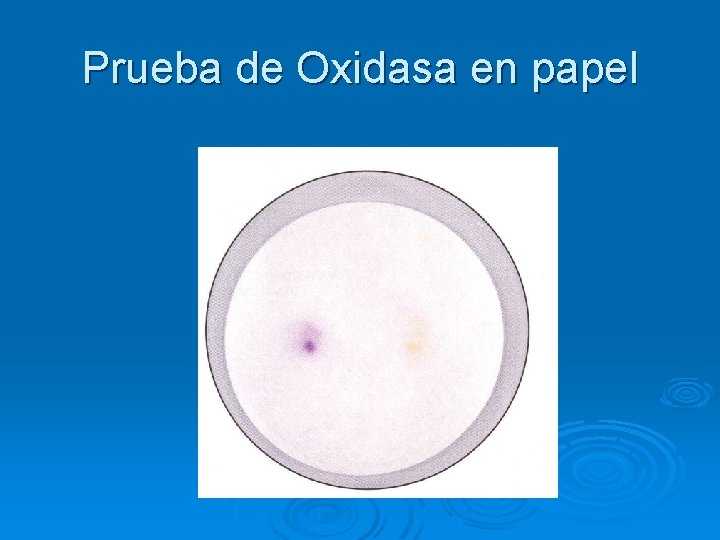 Prueba de Oxidasa en papel Prueba de Oxidasa en papel