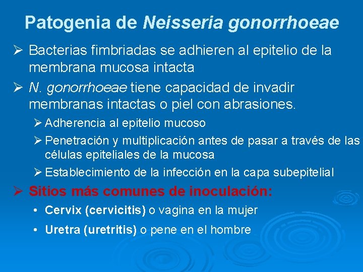 Patogenia de Neisseria gonorrhoeae Ø Bacterias fimbriadas se adhieren al epitelio de la membrana Patogenia de Neisseria gonorrhoeae Ø Bacterias fimbriadas se adhieren al epitelio de la membrana